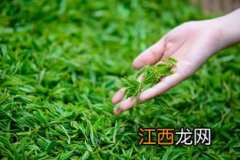 茶叶种子怎么发芽