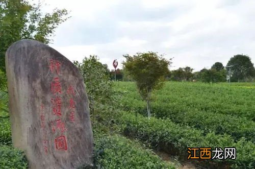 茶树子怎么种植