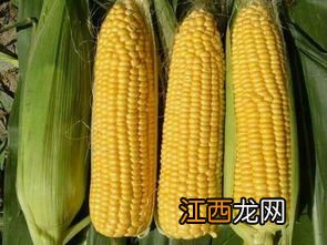 大量新鲜玉米怎么保存方法