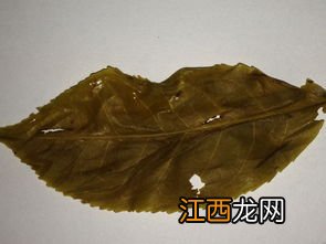 普洱青沱怎么泡