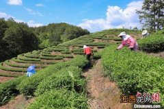 怎么建设生态茶园