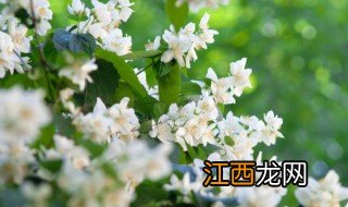 茉莉花有什么特点写一句话 茉莉花有什么特点