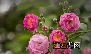 蔷薇花有什么特点和特征 蔷薇花有什么特点