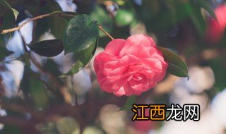 芍药花有什么特点，芍药花有什么特点和外形