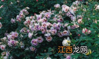 月季什么时候适合剪枝,月季什么时候适合剪枝繁殖