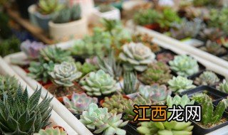 多肉适合什么时候剪枝 多肉植物什么时候剪枝