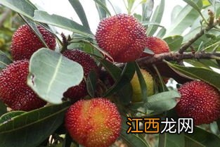 杨梅用盐水泡多久