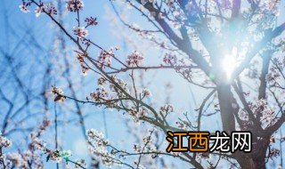 梅花什么季节剪枝 梅花适合什么时候剪枝?