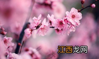 红梅花什么时候剪枝 红梅什么时候适合剪枝