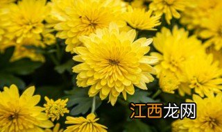 菊花适合什么时候剪枝 菊花什么时候修剪最合适