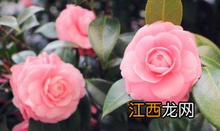 盆栽茶花什么时候剪枝最好 茶花什么时候适合剪枝