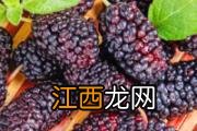 金银花野菊花蒲公英可以一起泡茶吗 蒲公英怎么泡茶