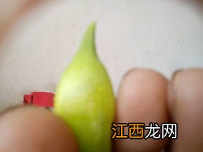 葱籽怎么吃好