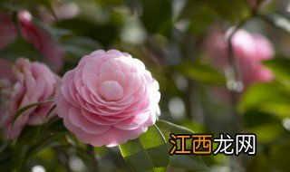 花的叶子发黄怎么办 夏天花的叶子发黄怎么办