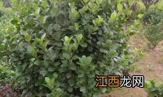 北方灌木什么时候种植合适 北方灌木什么时候种植合适呢