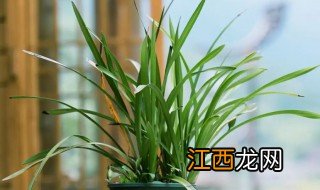 家庭盆栽兰花怎么栽种 怎样栽种兰花