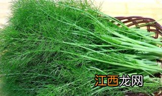 小茴香怎么种植最好 家庭盆栽小茴香怎么种