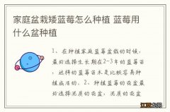 家庭盆栽矮蓝莓怎么种植 蓝莓用什么盆种植