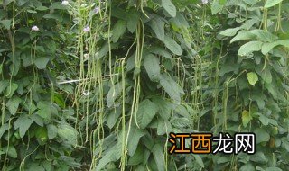 种植豆角的最佳时间是什么时候 什么时候合适种植豆角