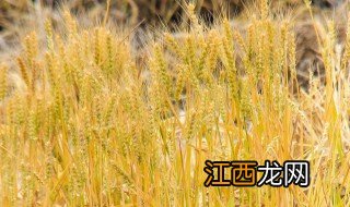 种植小麦什么时候合适 种植小麦什么时候合适施肥