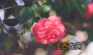 花适合什么时候剪枝，花几月份剪枝最好