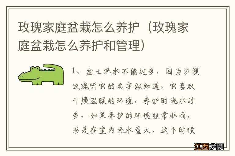 玫瑰家庭盆栽怎么养护和管理 玫瑰家庭盆栽怎么养护