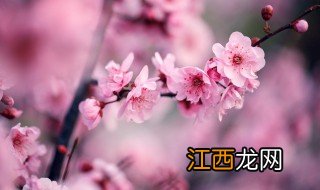 梅花什么季节剪枝 梅花适合什么时候剪枝