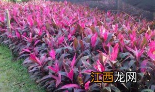 红叶朱蕉什么时候适合剪枝 红叶朱蕉种植方法