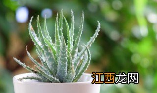 家庭盆栽植物怎么养殖 如何养殖盆栽