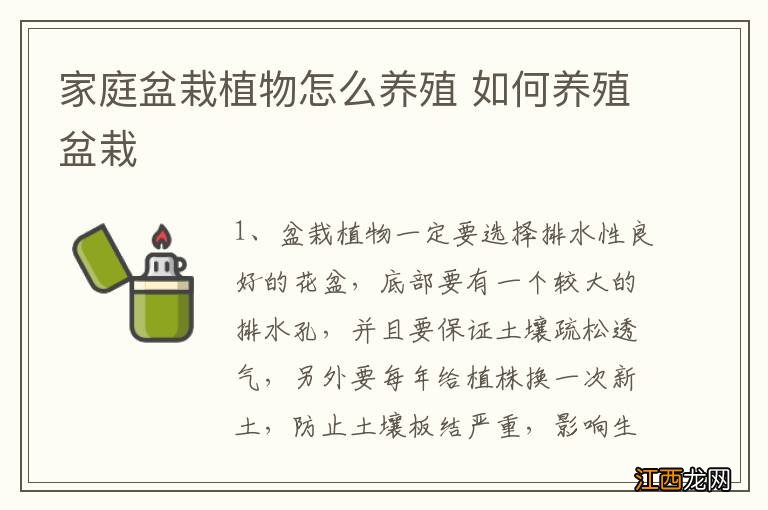 家庭盆栽植物怎么养殖 如何养殖盆栽