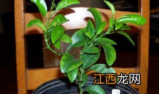 家庭柠檬怎么种植盆栽视频 家庭柠檬怎么种植盆栽