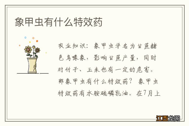 象甲虫有什么特效药