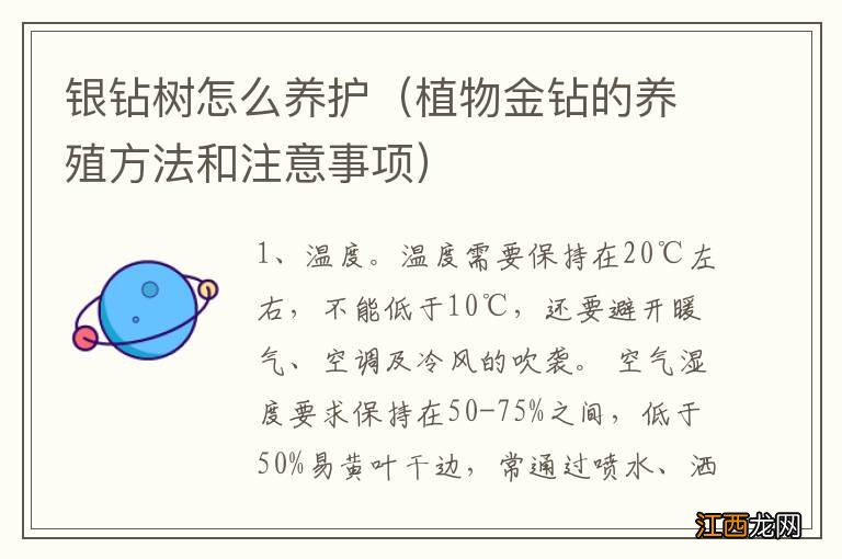 植物金钻的养殖方法和注意事项 银钻树怎么养护