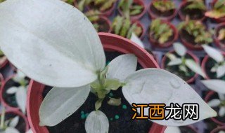 植物金钻的养殖方法和注意事项 银钻树怎么养护