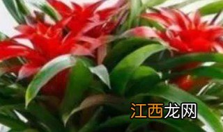 春节家里养什么旺财招财，过年家里养什么花旺财