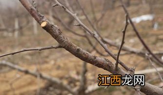 苹果树锰中毒怎么治