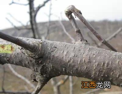 苹果树锰中毒怎么治