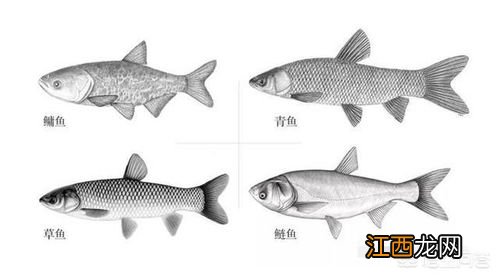 长江鱼怎么画