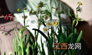 水仙花八月开花 八月可以种水仙花吗