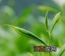 茶叶鲜叶等级怎么评定