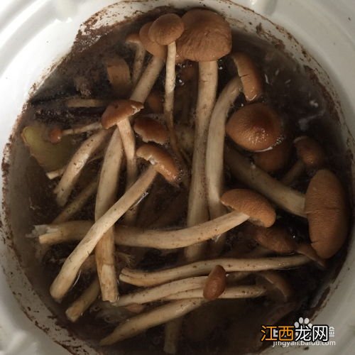 茶树菇牛肉汤怎么做好吃