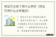 转运竹用什么水养最好 转运竹太高了用什么养好