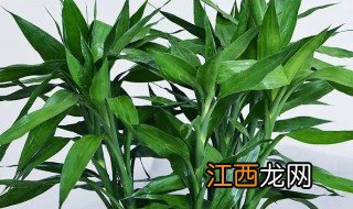 转运竹用什么水养最好 转运竹太高了用什么养好