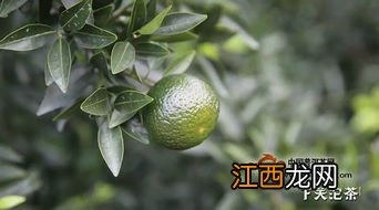 天马小青柑这个茶叶怎么样