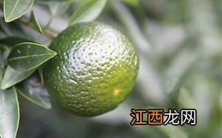 天马小青柑这个茶叶怎么样