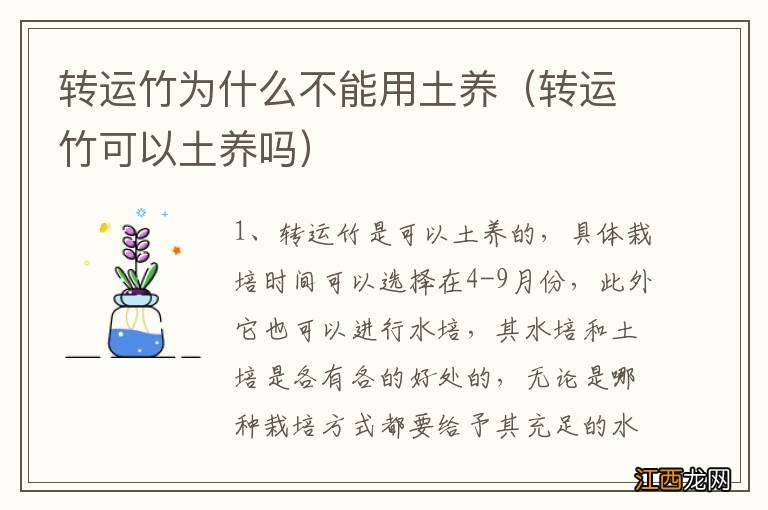 转运竹可以土养吗 转运竹为什么不能用土养