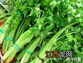 泡芹菜是买什么样的芹菜