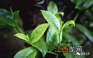 勐库大叶茶怎么分辨