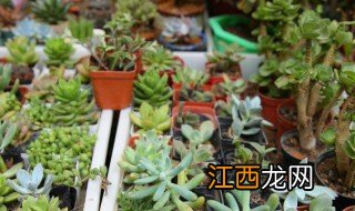 财位放什么植物最招财黄金葛 财位放什么植物