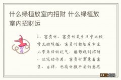 什么绿植放室内招财 什么绿植放室内招财运